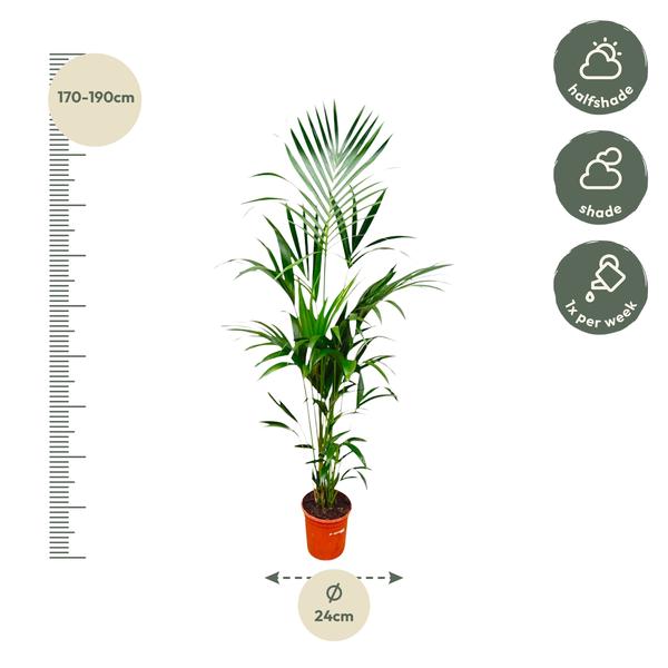 Kentia palm - Ø24