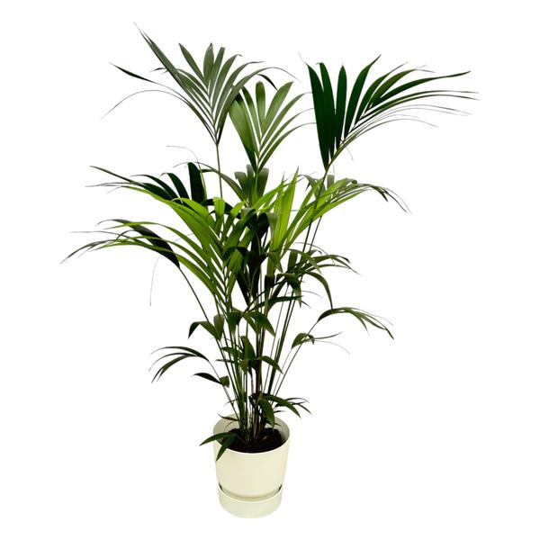 Kentia palm - 160cm - Ø30