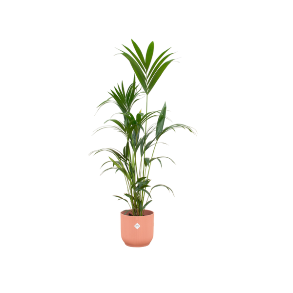 Kentia palm - 160cm - Ø30
