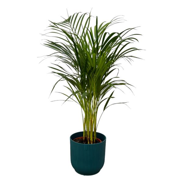 Areca palm - Ø19cm - 85cm