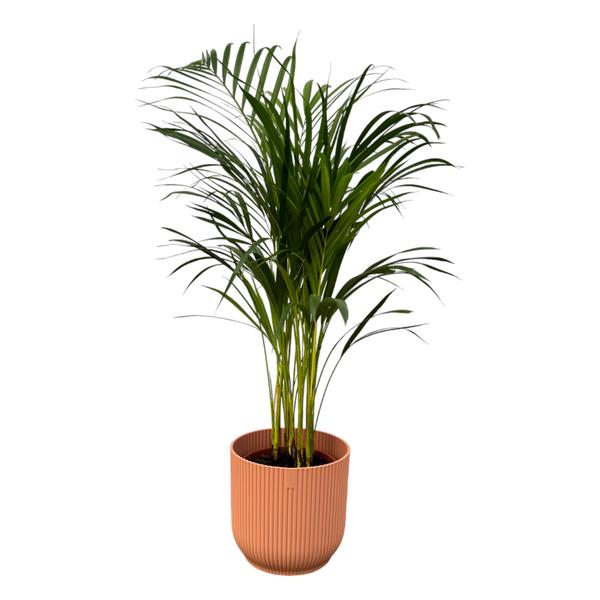 Areca palm - Ø19cm - 85cm
