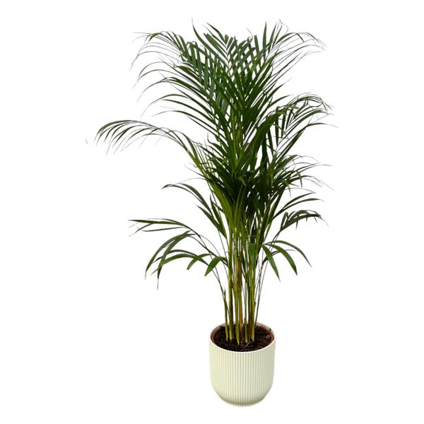 Areca palm - Ø21cm - 110cm