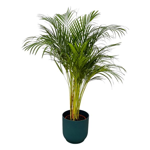 Areca palm - Ø24cm - 130cm