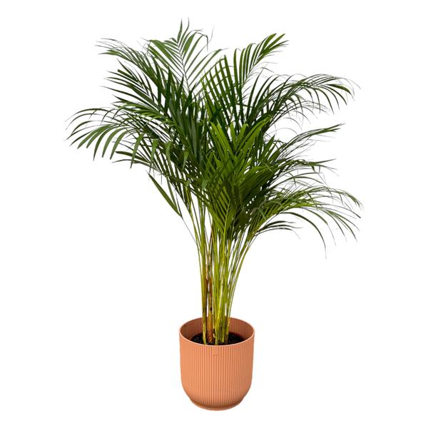 Areca palm - Ø24cm - 130cm