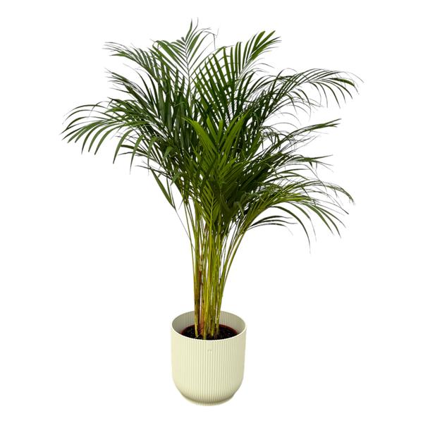 Areca palm - Ø24cm - 130cm