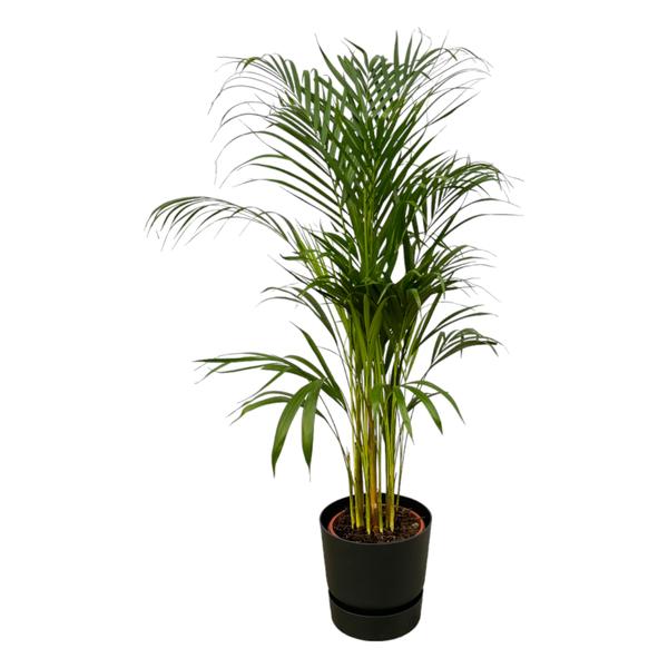 Areca palm - Ø21cm - 110cm