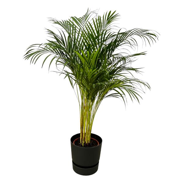 Areca palm - Ø24cm - 130cm