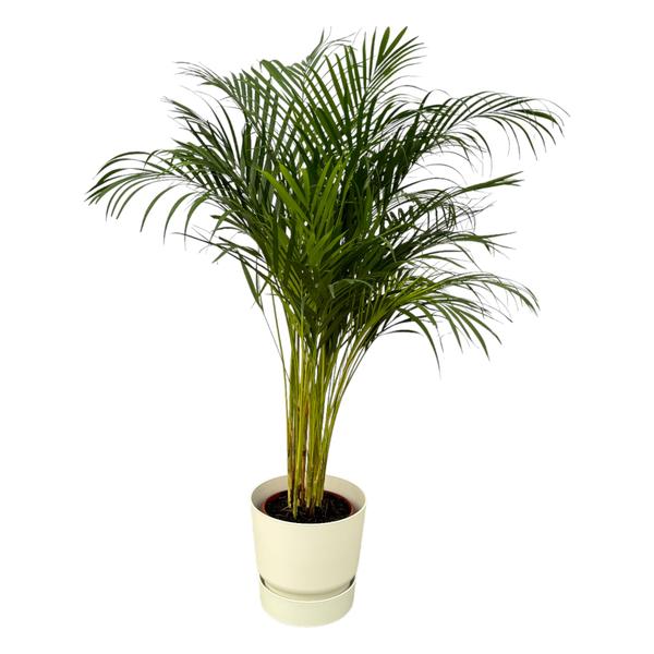 Areca palm - Ø24cm - 130cm