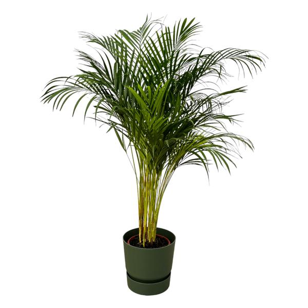 Areca palm - Ø24cm - 130cm