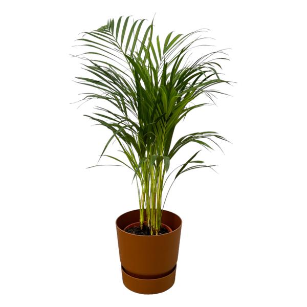 Areca palm - Ø19cm - 85cm