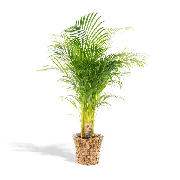 Areca palm - Ø24cm - 130cm