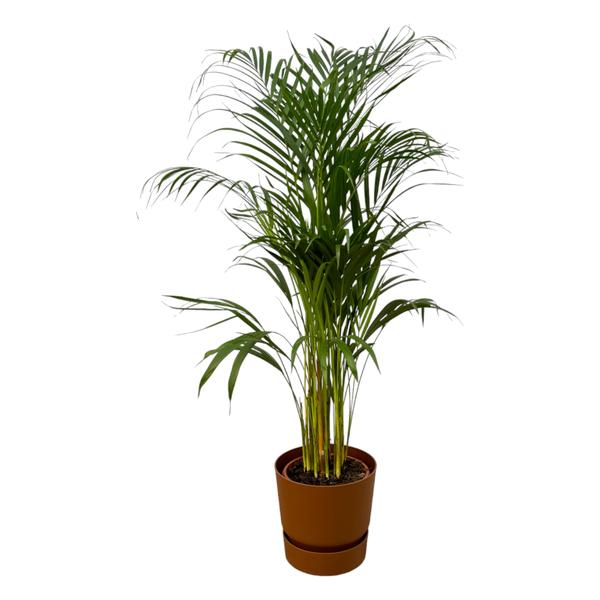 Areca palm - Ø21cm - 110cm