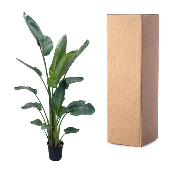 Strelitzia Nicolai - 180 cm - Ø30