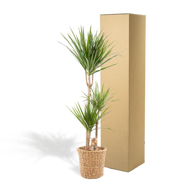 Dracaena met mand - 120cm - Ø21cm
