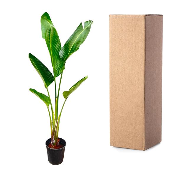 Strelitzia Augusta - 210cm - 30