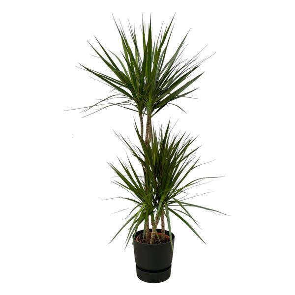 Dracaena Marginata - 120cm - Ø21cm inclusief elho Greenville Round zwart D24xH23