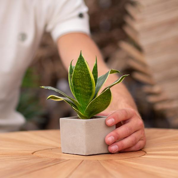 Sansevieria | Bedankt