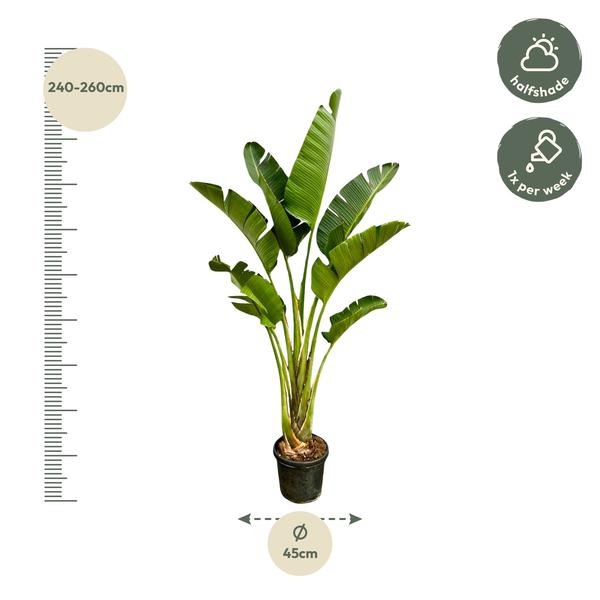 Strelitzia Augusta - 250cm - 45