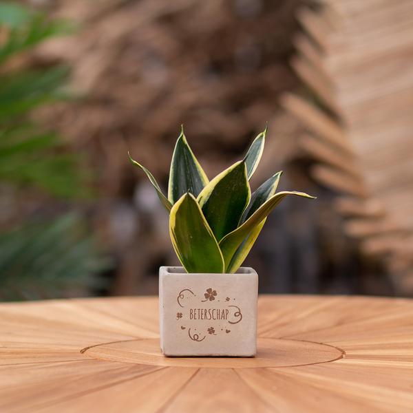 Sansevieria | Beterschap