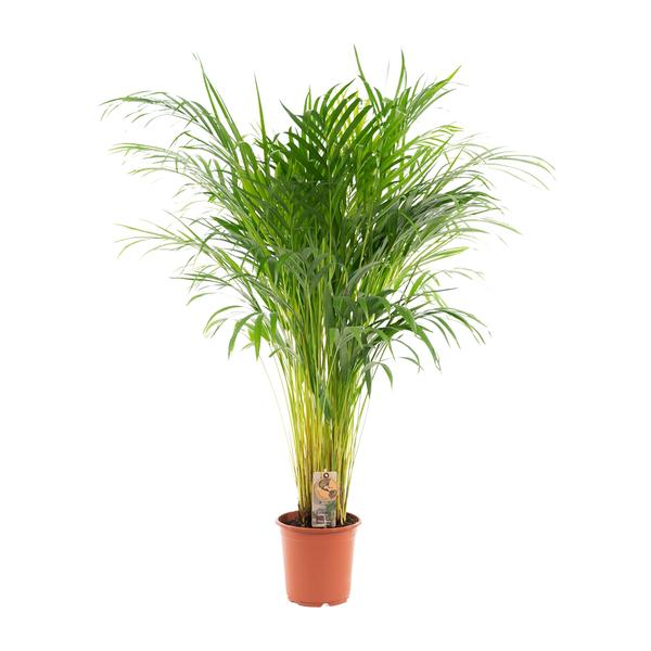 Areca palm - Ø21cm - 110cm