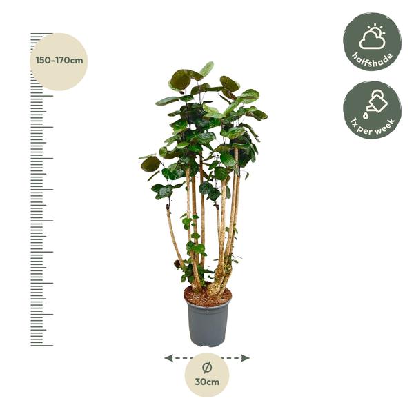 Polysicas Fabian XXL - 160 cm - 30