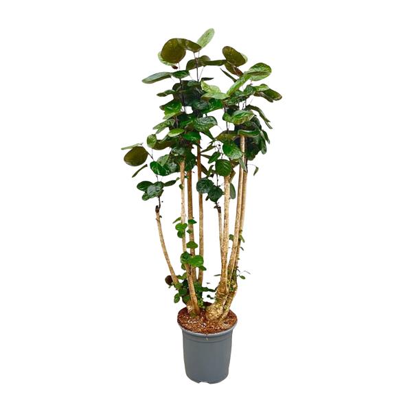 Polysicas Fabian XXL - 160 cm - 30