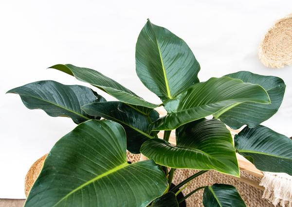 Philodendron Green Beauty - 120cm - 30