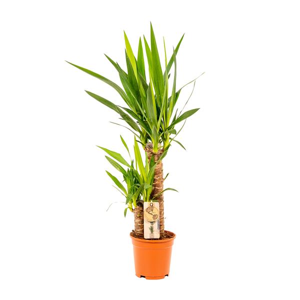 Yucca - Ø17cm - ?90cm