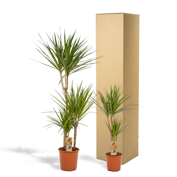 Dracaena - 120cm - Ø21cm + Dracaena - 70cm - Ø17cm