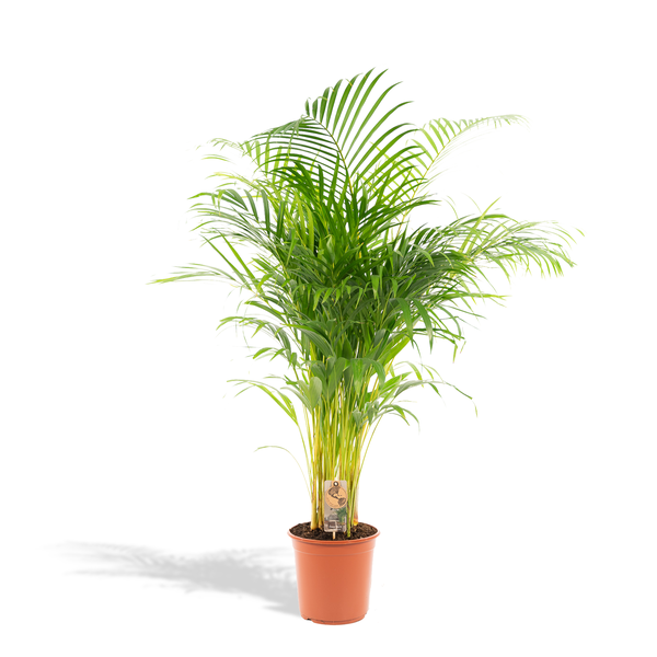 Areca palm - Ø24cm - 130cm