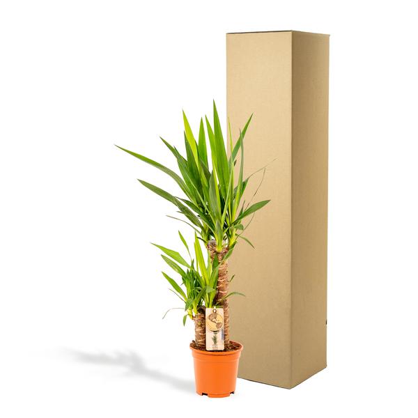 Yucca - Ø17cm - ?90cm