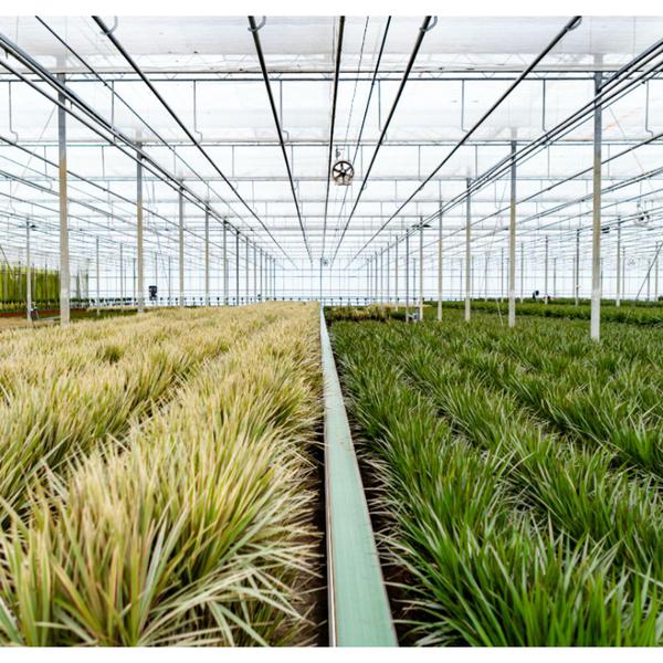 Dracaena met mand - 120cm - Ø21cm