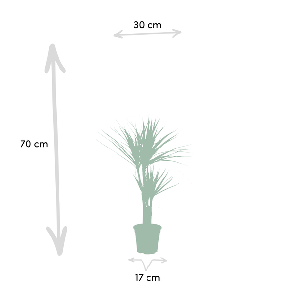 2x Dracaena - 90cm - Ø17cm