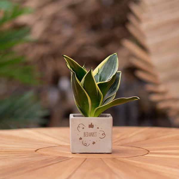 Sansevieria | Bedankt