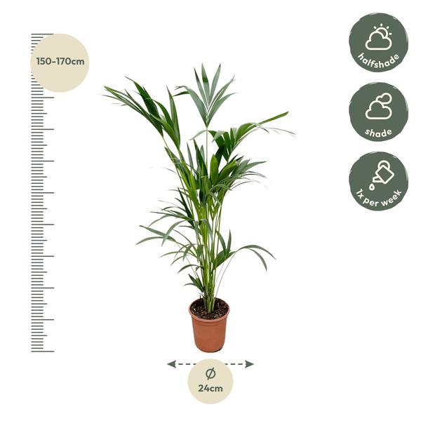 Kentia palm - Ø24