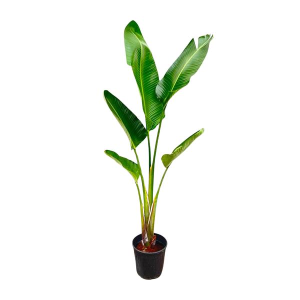 Strelitzia Augusta - 210cm - 30