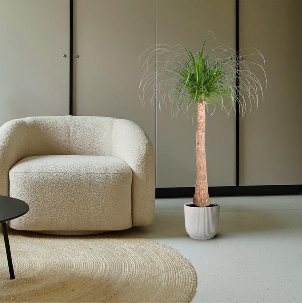 Beaucarnea stam - 120 cm - ø32