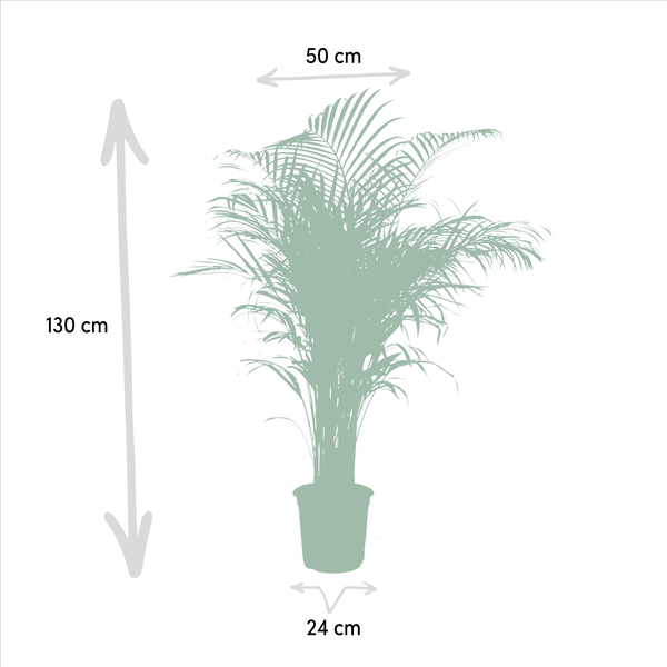 Areca palm - Ø24cm - 130cm