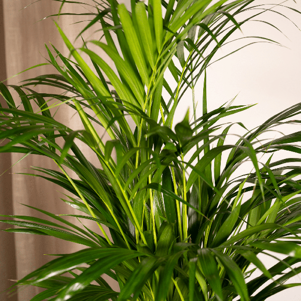 Areca palm - Ø19cm - 85cm