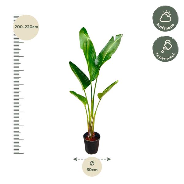 Strelitzia Augusta - 210cm - 30