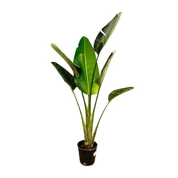 Strelitzia Augusta - 180cm - 30
