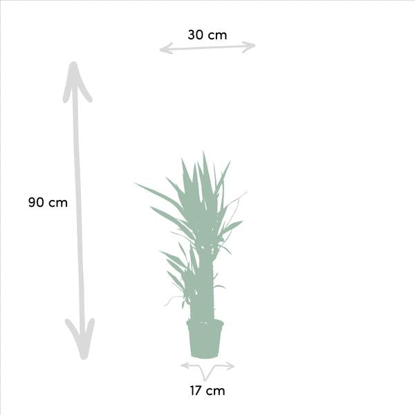 2x Yucca - 90cm - Ø17cm