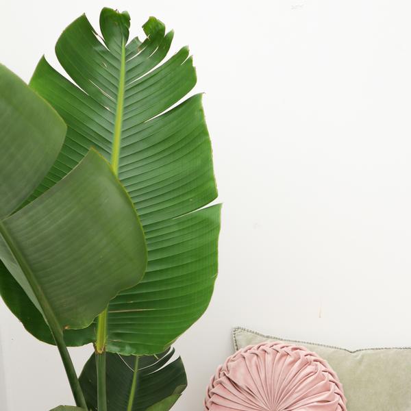 Strelitzia Augusta - 180cm - 30