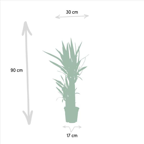 Yucca - Ø17cm - ?90cm