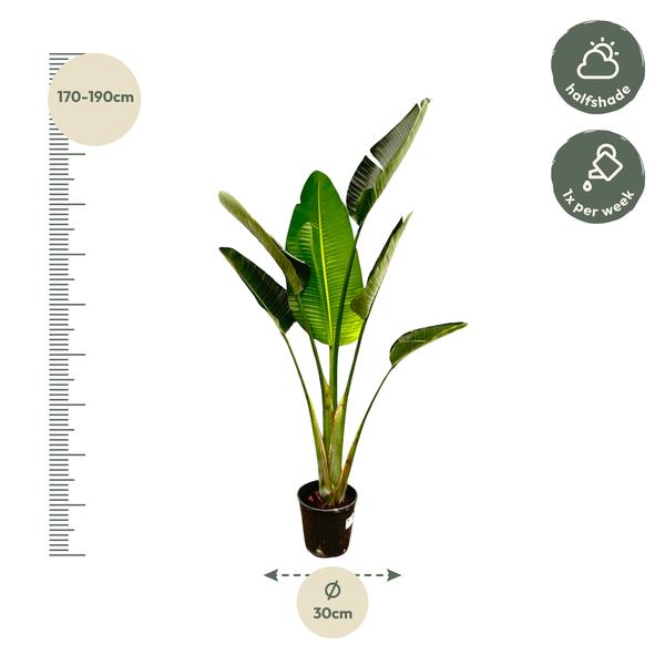 Strelitzia Augusta - 180cm - 30