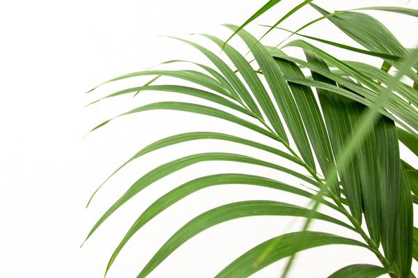 Kentia palm - Ø24