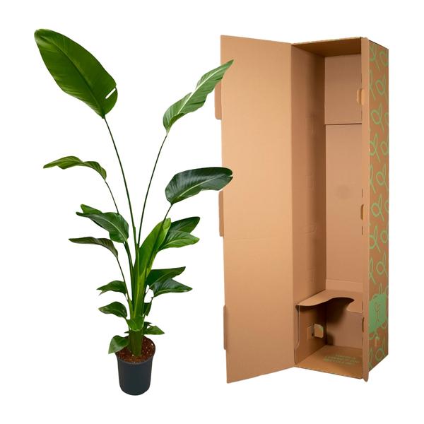 Strelitzia Nicolai - 180 cm - 24