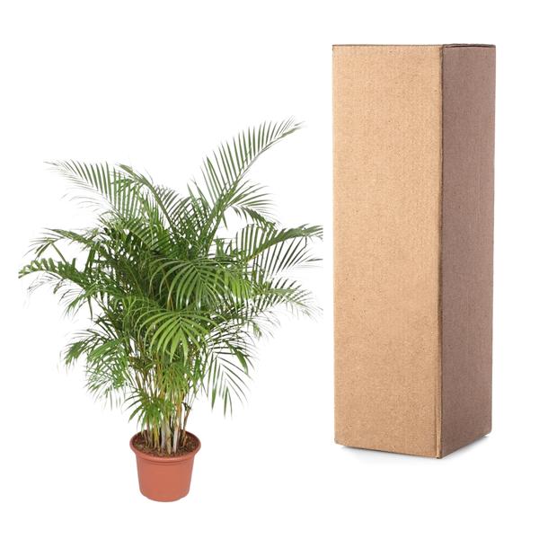 Dypsis Lutescens (Goudpalm) - 200 cm - ø40