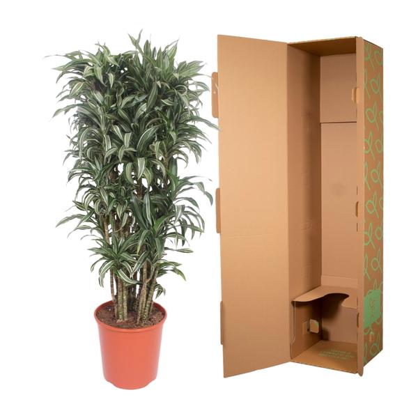 Dracaena Warneckei compacta - 150 cm - ø30