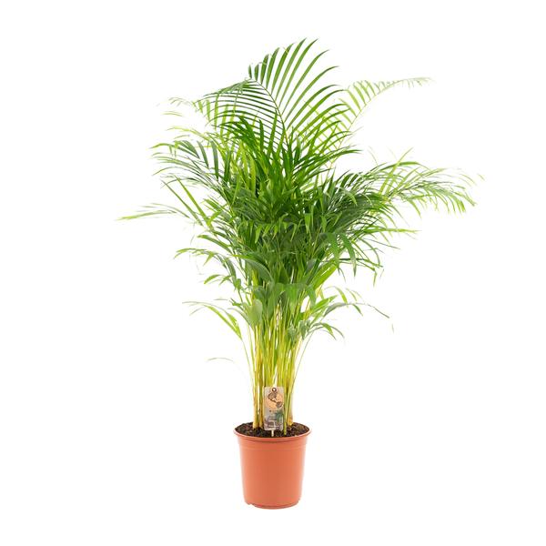 Areca palm - Ø24cm - 130cm